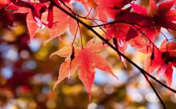 10月演讲稿8篇