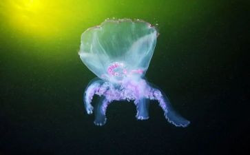 生物教师教学心得6篇