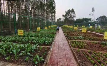 租蔬菜大棚合同8篇