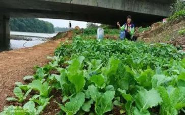 蔬菜宝宝中班教案8篇