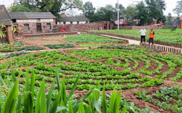 菜园里的教案8篇