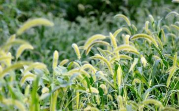 《草船借箭》读后感7篇