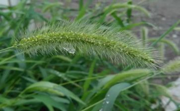草房子800读后感通用6篇