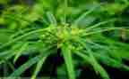 草房子写心得参考7篇
