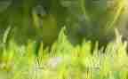 描写草的作文500字通用6篇