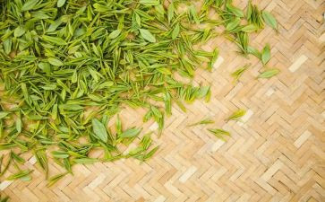 茶的主题活动方案模板7篇