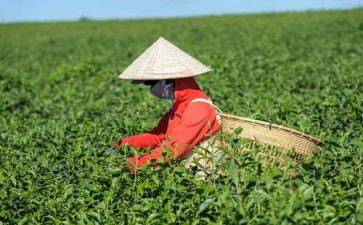 关于茶的心得体会最新6篇