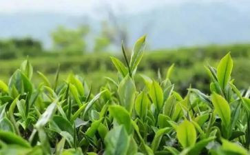 茶的主题活动方案5篇