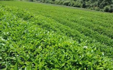 关于茶的心得体会通用6篇