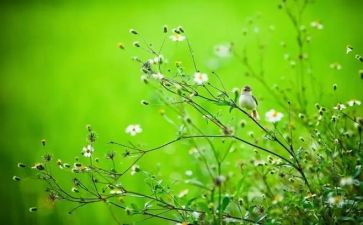 过春节的调查报告最新5篇