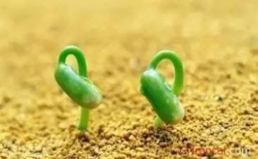 成长或挫折的作文7篇