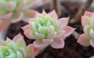 有关于多肉植物的作文7篇