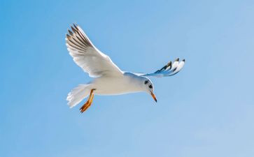 逆光飞翔电影观后感5篇