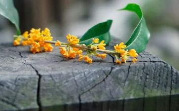 酿桂花蜜作文参考7篇