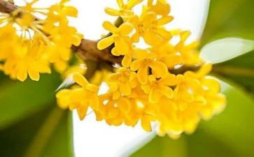 《桂花雨》教案优质7篇