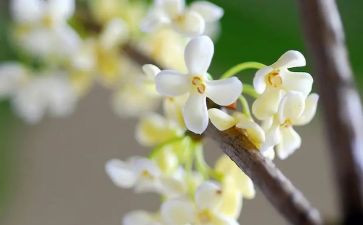 家乡的桂花树作文6篇