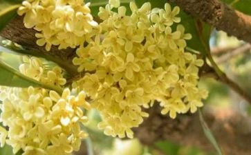 桂花糕的作文参考5篇