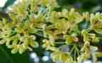 酿桂花蜜作文优质8篇
