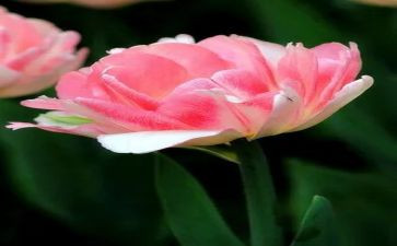 看朝花夕拾读后感100字8篇