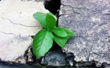 学会坚强作文800字推荐6篇