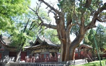 晋祠元宵活动总结最新7篇