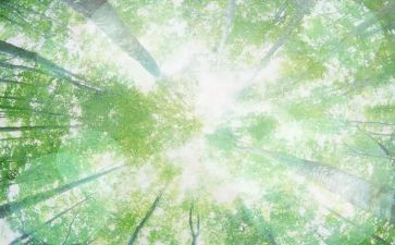 2024空气污染调查报告范文8篇