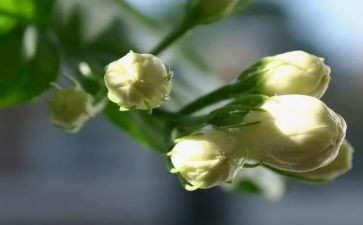 茉莉花教案8篇