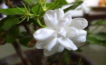茉莉花音乐教案5篇