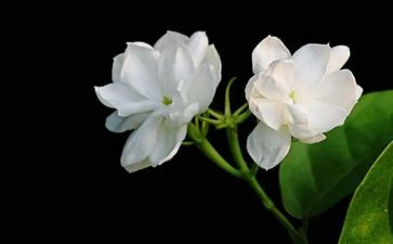 《茉莉花》音乐课教案8篇