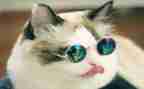我是猫作文400字8篇