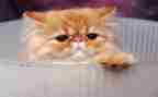 猫读后感作文7篇