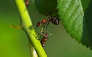 蚂蚁爬体育教案6篇