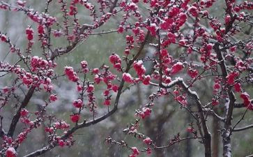 梅花桩教案参考8篇