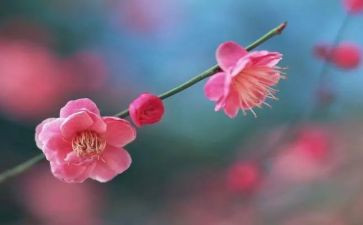 梅花的作文300字7篇