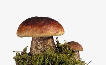 画蘑菇教学反思6篇