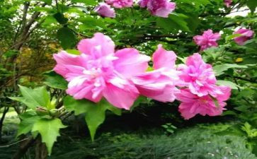 木槿花作文5篇