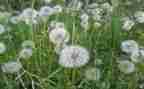 蒲公英的爱作文6篇
