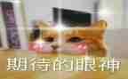 我期待作文800字6篇