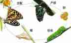 媒生物防制工作计划7篇