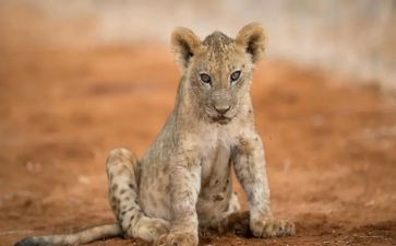 狮王进行曲幼儿音乐教案8篇