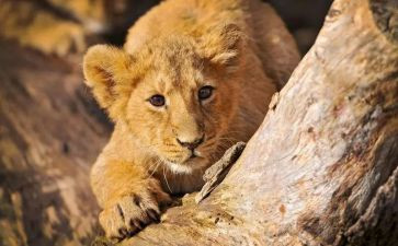 狮王进行曲音乐教案8篇