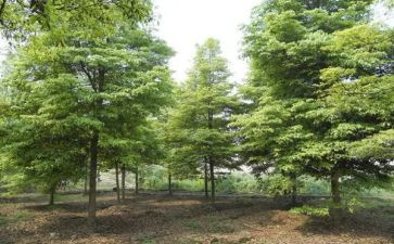 社区活动植树节活动总结6篇