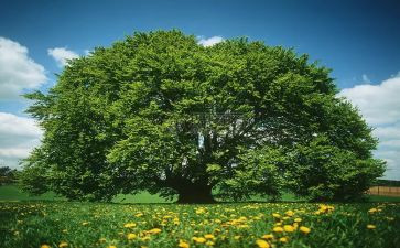 党日活动植树节活动总结优质8篇