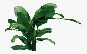 植树节活动总结报告7篇