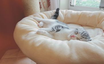 睡眠管理班会教案8篇