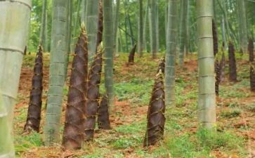 小班关于笋的教案参考8篇