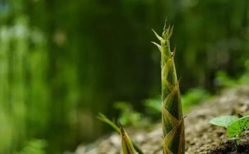 大班笋教案精选7篇