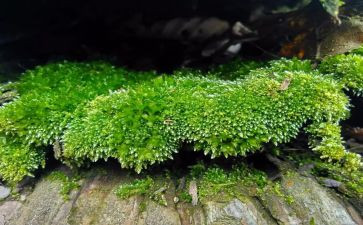 苔的读后感500字推荐8篇