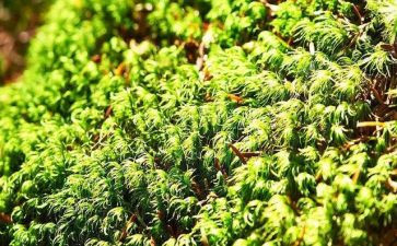 《苔》的心得体会5篇