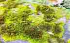 苔读后感作文推荐6篇